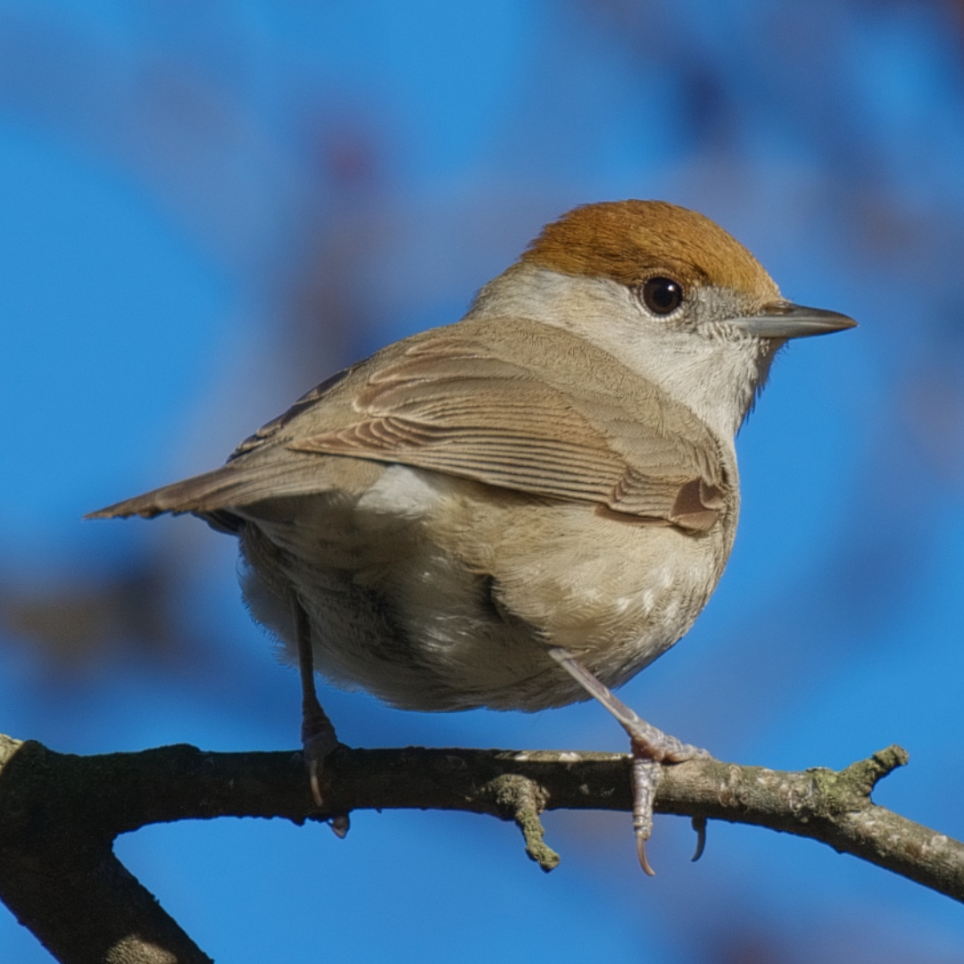 BLACKCAP (Sylvia atricapilla) songbird factfile